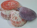 PECTEN NOBILIS 